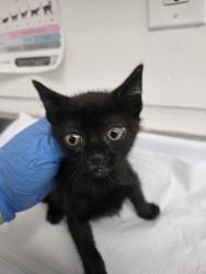 Shelter Stray Female Cat last seen Near E. 12th St, Oakland, CA, 1101 29th Ave, Oakland, CA 94601, USA