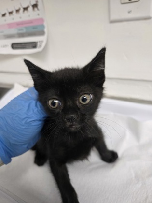 Shelter Stray Female Cat last seen Near E. 12th St, Oakland, CA, 1101 29th Ave, Oakland, CA 94601, USA