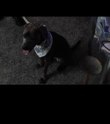Reunited Female Dog last seen Miami, South Bend, IN 46614