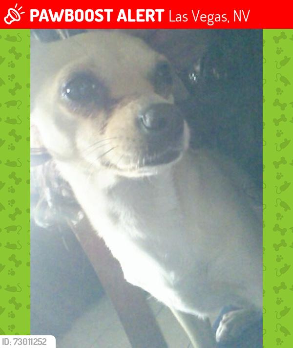 Lost Female Dog last seen Christy lane, Las Vegas, NV 89110