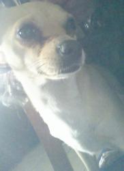 Lost Female Dog last seen Christy lane, Las Vegas, NV 89110