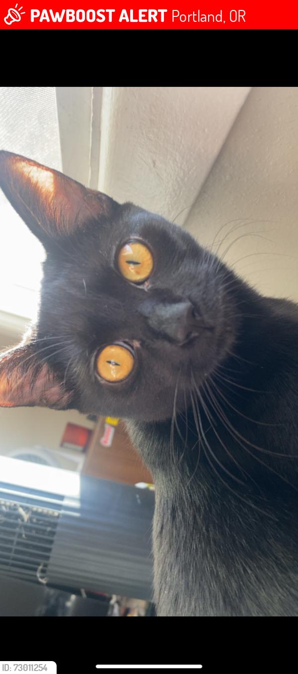 Lost Female Cat last seen Near SW Hall Blvd Portland, OR  97223 United States, Portland, OR 97223