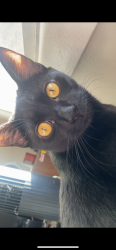 Lost Female Cat last seen Near SW Hall Blvd Portland, OR  97223 United States, Portland, OR 97223