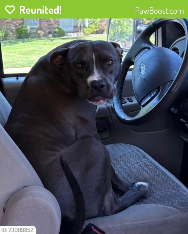 Reunited Male Dog last seen Old Elm St. St Charles 63301, Saint Charles, MO 63301