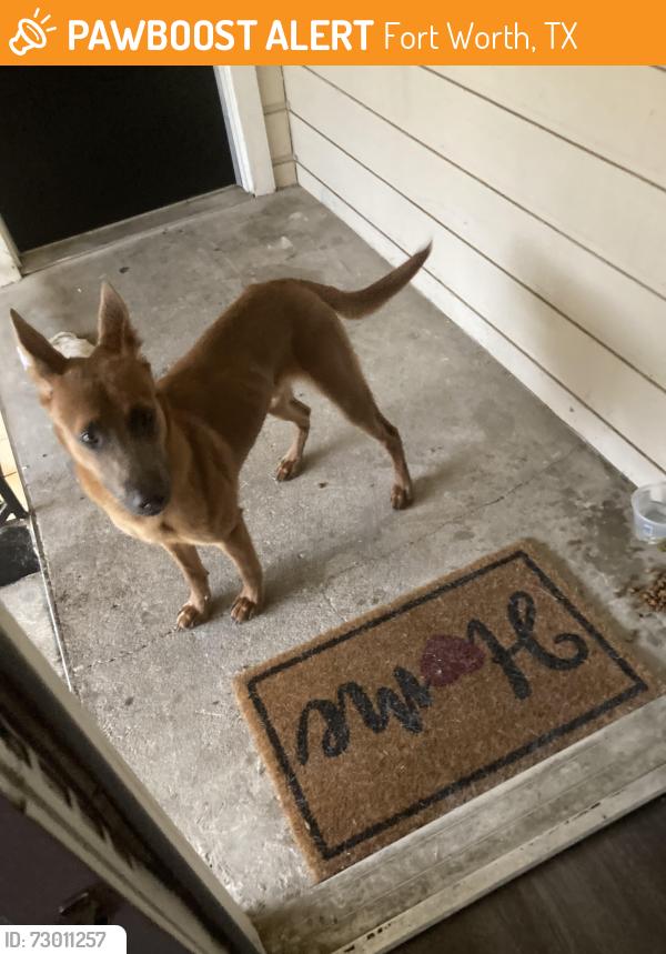 Found/Stray Male Dog last seen Las Vegas round about, Fort Worth, TX 76116