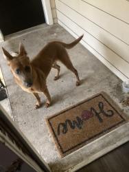 Found/Stray Male Dog last seen Las Vegas round about, Fort Worth, TX 76116