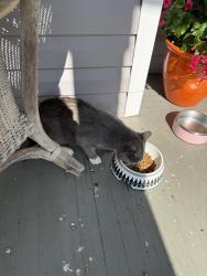 Found/Stray Unknown Cat last seen Barton Ave, Richmond, VA 23222