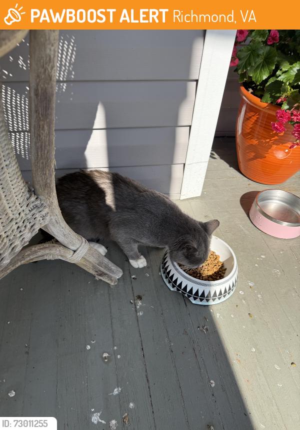 Found/Stray Unknown Cat last seen Barton Ave, Richmond, VA 23222