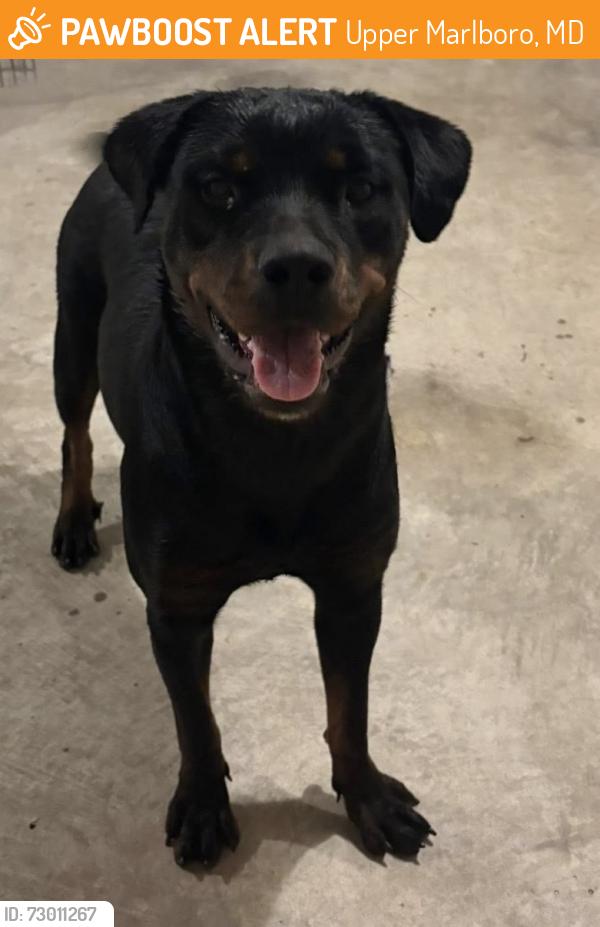 Found/Stray Female Dog last seen Rock spring dr,l, Upper Marlboro, MD 20772