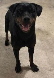 Found/Stray Female Dog last seen Rock spring dr,l, Upper Marlboro, MD 20772