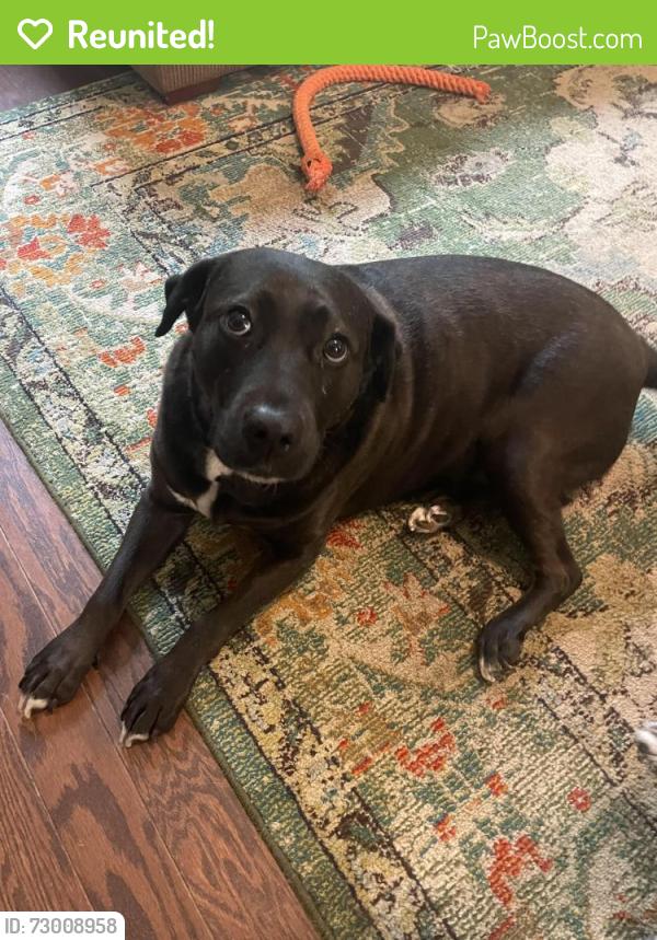Reunited Female Dog last seen Near Cahaba Manor Dr, Trussville, AL 35173, USA, Trussville, AL 35173