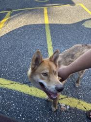 Reunited Male Dog last seen Neha’s ice cream, Cherryville, NC 28021