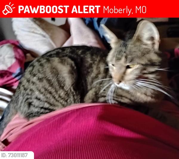 Lost Male Cat last seen Robertson Ave and 24, Moberly, MO 65270
