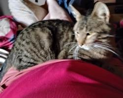 Lost Male Cat last seen Robertson Ave and 24, Moberly, MO 65270