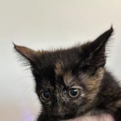 Shelter Stray Female Cat last seen Near Hull Avenue, DES MOINES, IA, 50313, Des Moines, IA 50313