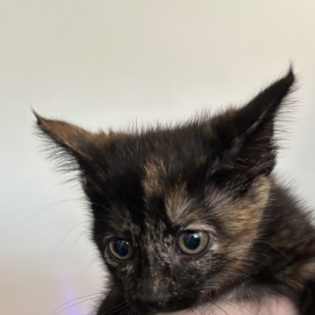Shelter Stray Female Cat last seen Near Hull Avenue, DES MOINES, IA, 50313, Des Moines, IA 50313