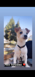 Reunited Male Dog last seen Cesar Chávez and Humphreys , East Los Angeles, CA 90022