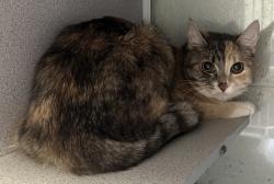 Shelter Stray Female Cat last seen Near S Century Drive, MURRAY CITY, UT, 84123, 511 W 3900 S, Salt Lake City, UT 84123, USA
