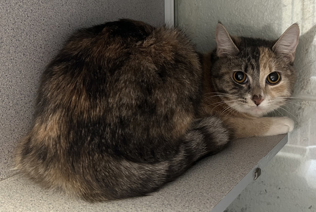 Shelter Stray Female Cat last seen Near S Century Drive, MURRAY CITY, UT, 84123, 511 W 3900 S, Salt Lake City, UT 84123, USA