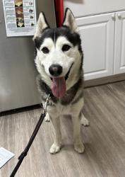 Shelter Stray Male Dog last seen Near San Luis Rey Road, Oceanside, CA, 92058, Oceanside, CA 92058, USA