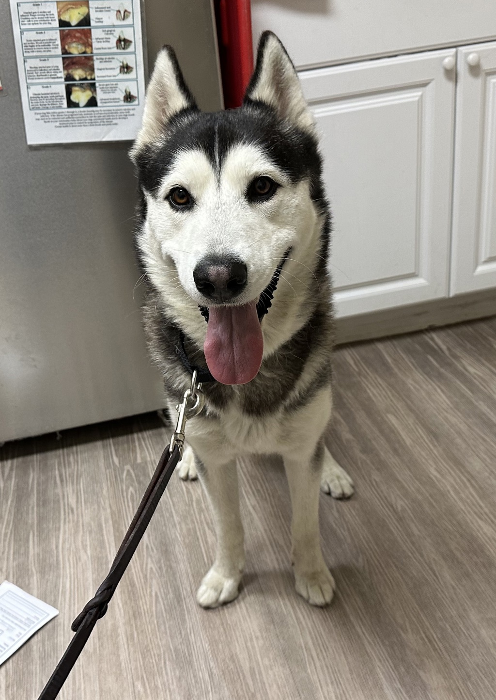 Shelter Stray Male Dog last seen Near San Luis Rey Road, Oceanside, CA, 92058, Oceanside, CA 92058, USA
