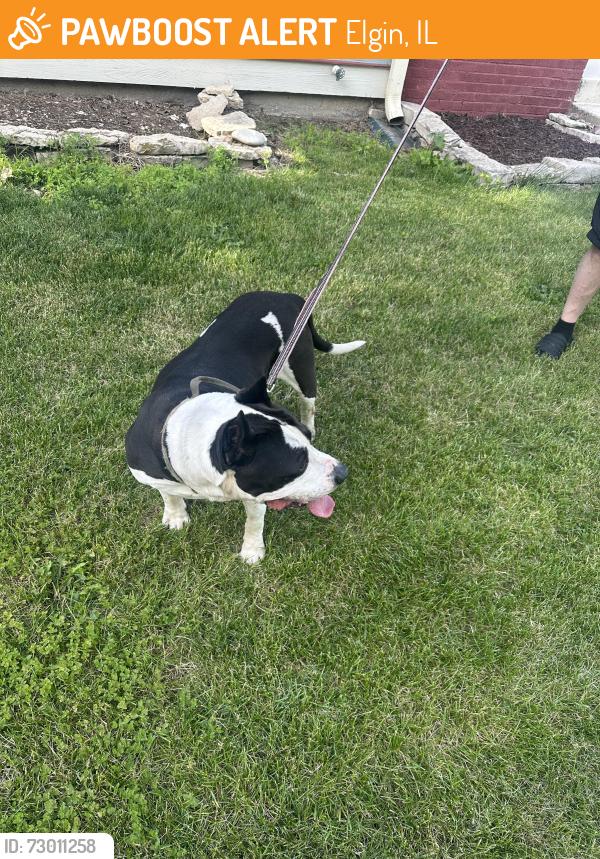 Found/Stray Male Dog last seen Wabash and Oak, Elgin, IL 60123