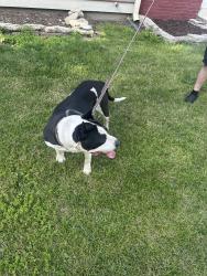 Found/Stray Male Dog last seen Wabash and Oak, Elgin, IL 60123