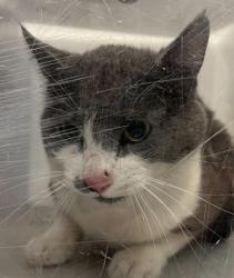 Shelter Stray Unknown Cat last seen 1st & Harland, Lakewood, CO, 80123, 580 McIntyre St, Golden, CO 80401, USA