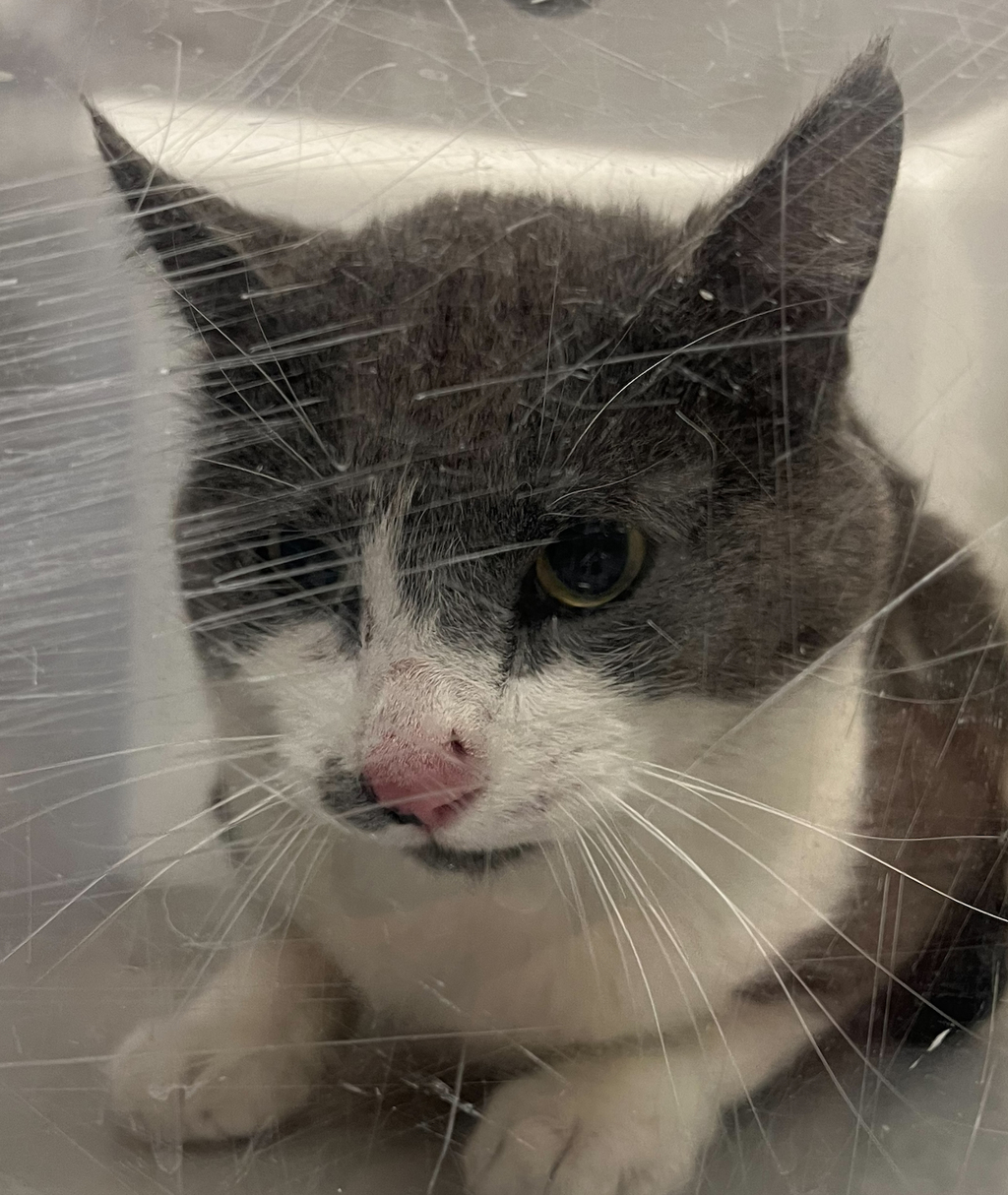 Shelter Stray Unknown Cat last seen 1st & Harland, Lakewood, CO, 80123, 580 McIntyre St, Golden, CO 80401, USA