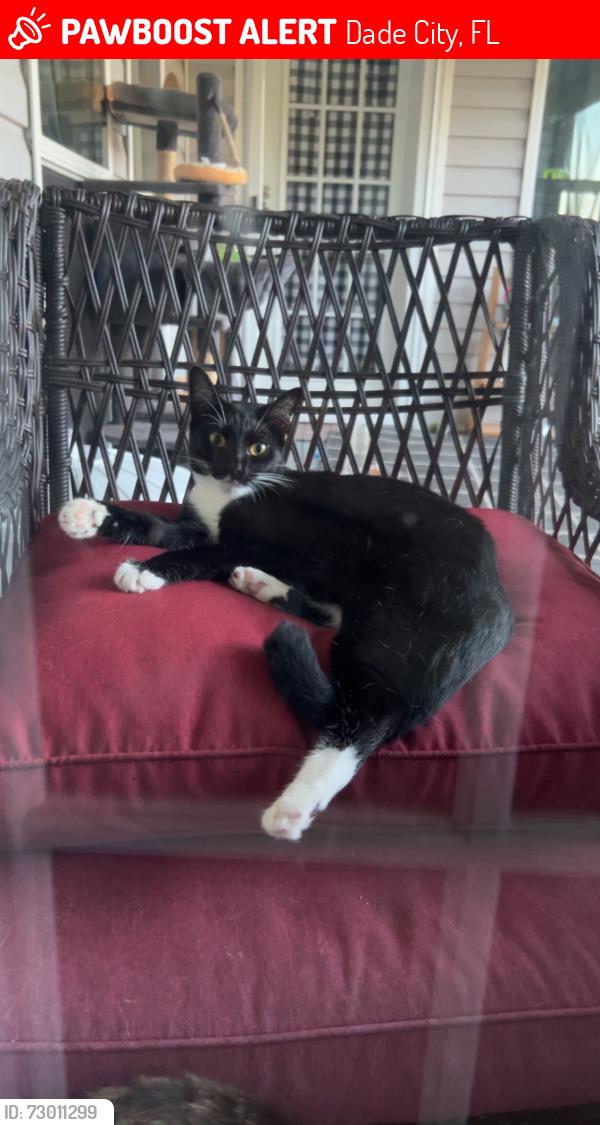 Lost Female Cat last seen Fort king rd, Dade City, FL 33525