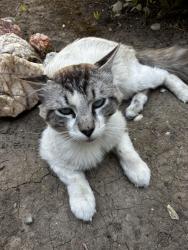 Found/Stray Unknown Cat last seen Concord blvd, Concord, CA 94521