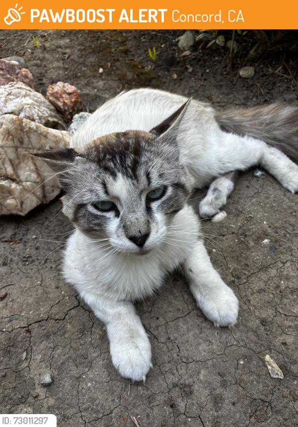 Found/Stray Unknown Cat last seen Concord blvd, Concord, CA 94521