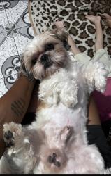 Lost Male Dog last seen Rua Pereira da Nóbrega 117, Marechal Hermes, RJ 21610-450