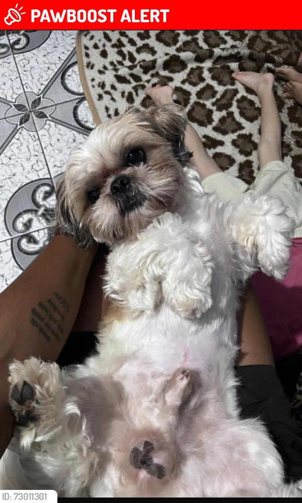 Lost Male Dog last seen Rua Pereira da Nóbrega 117, Marechal Hermes, RJ 21610-450