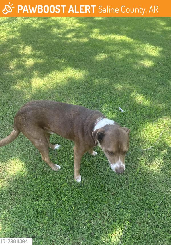 Found/Stray Male Dog last seen Springdale Rd in Alexander, Saline County, AR 72002