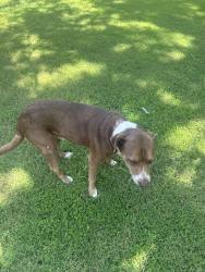 Found/Stray Male Dog last seen Springdale Rd in Alexander, Saline County, AR 72002