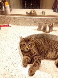 Reunited Male Cat last seen Apt 30. Lincoln glassell, Orange, CA 92865