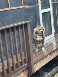 Lost Male Dog last seen Albany ave, Richmond, VA 23224
