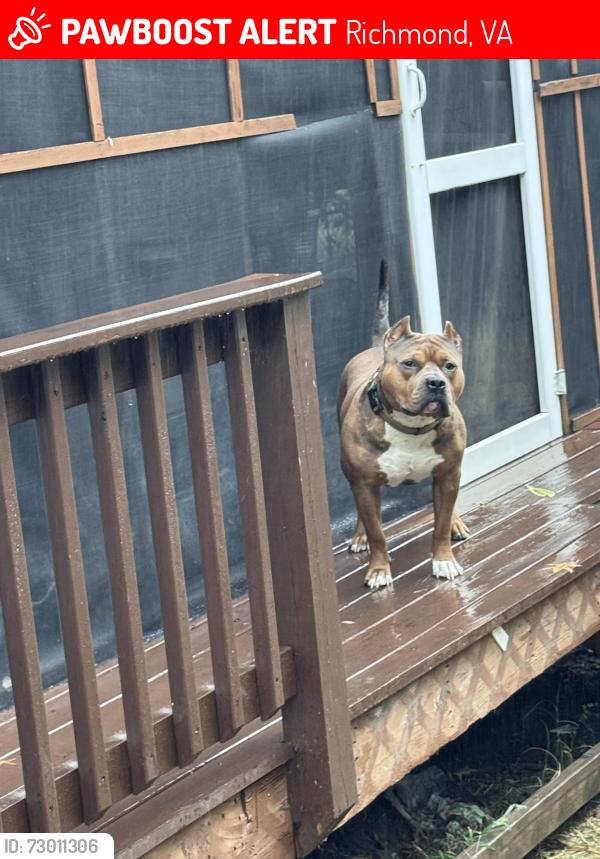 Lost Male Dog last seen Albany ave, Richmond, VA 23224