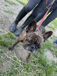 Reunited Male Dog last seen Boylston hwy Mills River nc, Mills River, NC 28759