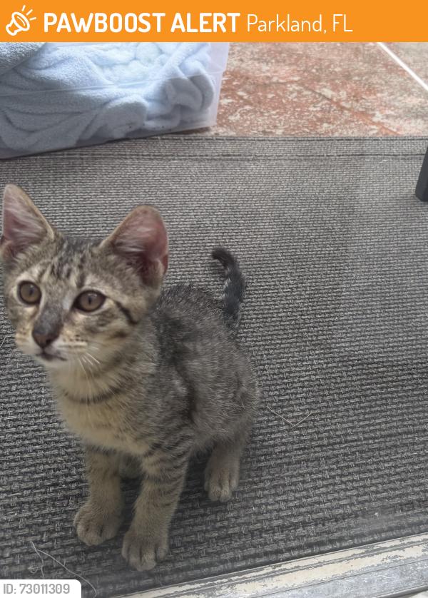 Found/Stray Male Cat last seen Hillsboro and 441, Parkland, FL 33067