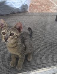 Found/Stray Male Cat last seen Hillsboro and 441, Parkland, FL 33067