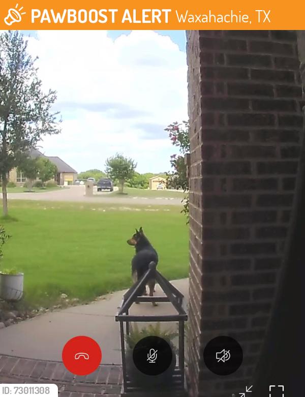 Found/Stray Unknown Dog last seen Taylor Ridge Dr, Waxahachie, TX 75167