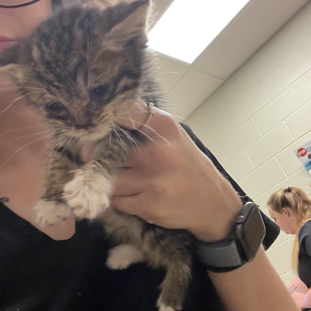 Shelter Stray Female Cat last seen , 54687 Co Rd 19, Bristol, IN 46507, USA