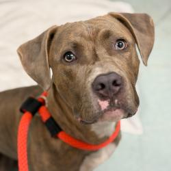Shelter Stray Male Dog last seen , Animal Care & Control Team of Philly, 111 W Hunting Park Ave, Philadelphia, PA 19140, USA
