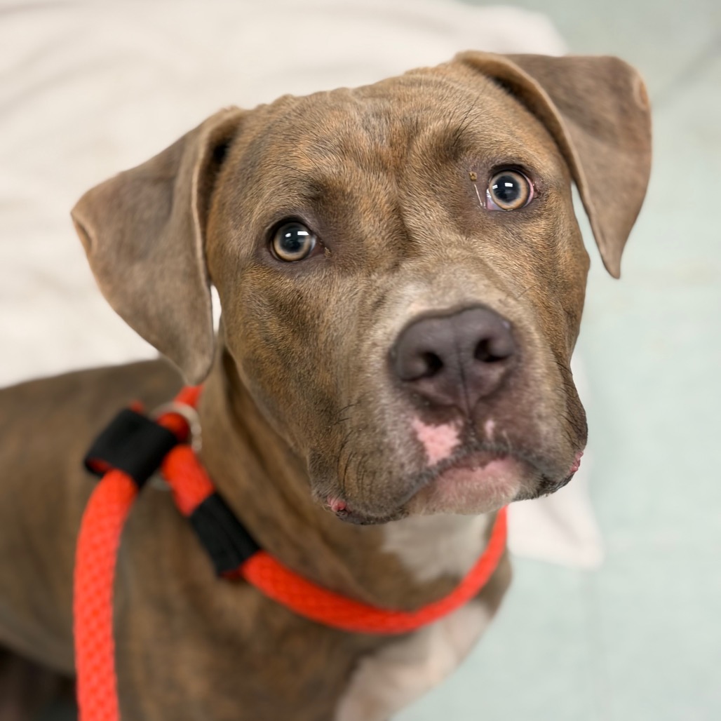 Shelter Stray Male Dog last seen , Animal Care & Control Team of Philly, 111 W Hunting Park Ave, Philadelphia, PA 19140, USA