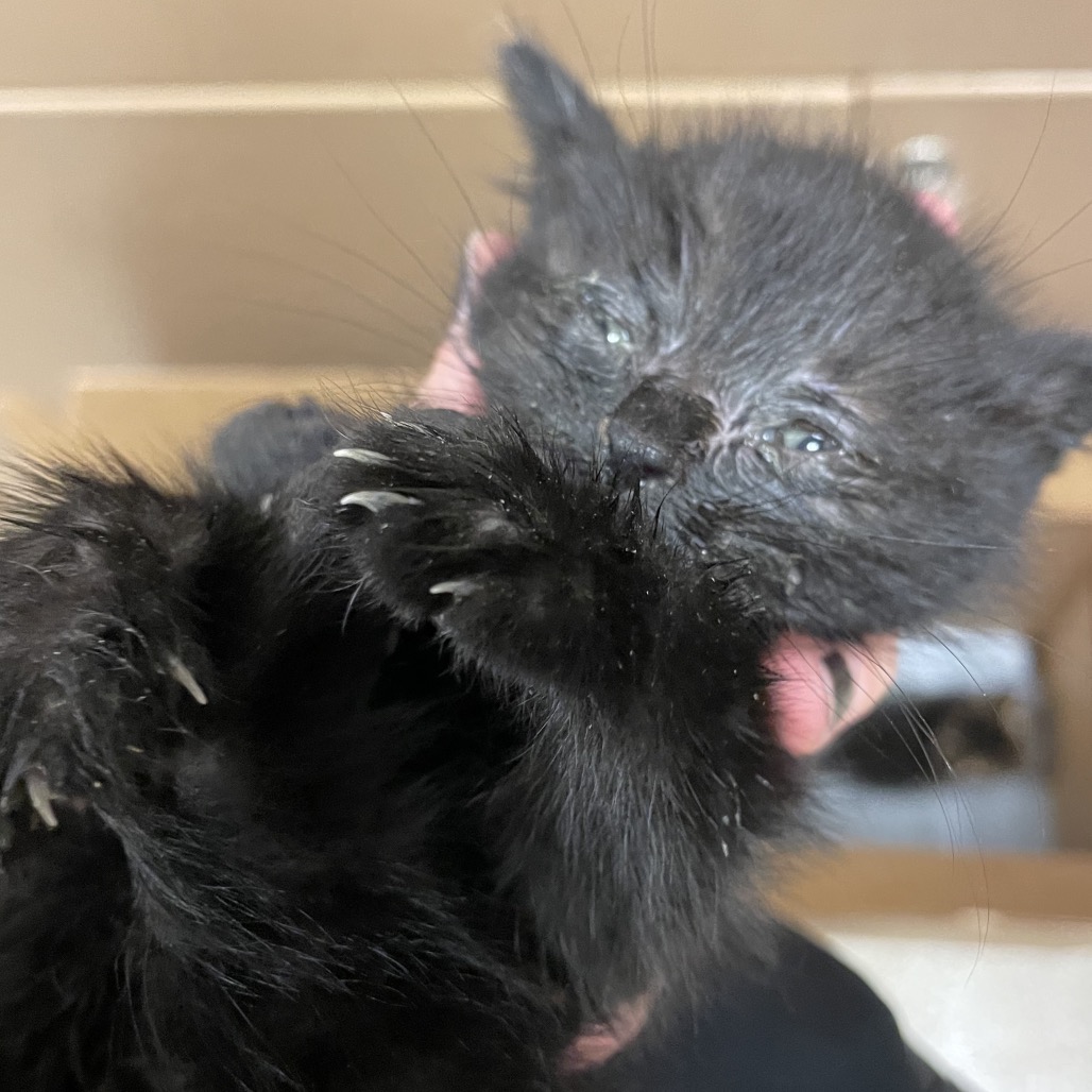 Shelter Stray Female Cat last seen , 54687 Co Rd 19, Bristol, IN 46507, USA