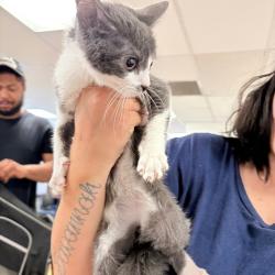 Shelter Stray Female Cat last seen , Animal Care & Control Team of Philly, 111 W Hunting Park Ave, Philadelphia, PA 19140, USA