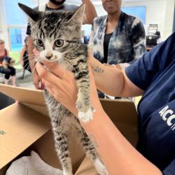 Shelter Stray Female Cat last seen , Animal Care & Control Team of Philly, 111 W Hunting Park Ave, Philadelphia, PA 19140, USA