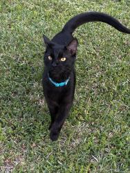 Lost Male Cat last seen Summer Haven Dr, Greenville, NC 27858